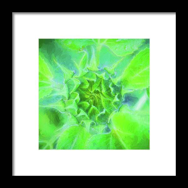 Sunflower Framed Print featuring the photograph Sunflowers Helianthus 077 by Rich Franco