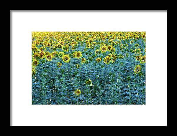 Maryland Framed Print featuring the painting Sunflowers Paradise - 02 by AM FineArtPrints