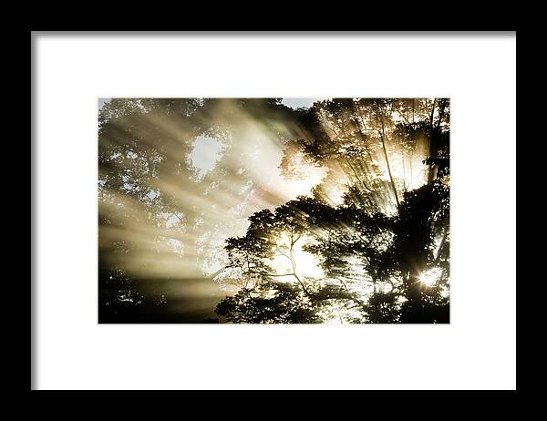 Sebastian Kennerknecht Framed Print featuring the photograph Sunlight Through The Rainforest Canopy by Sebastian Kennerknecht