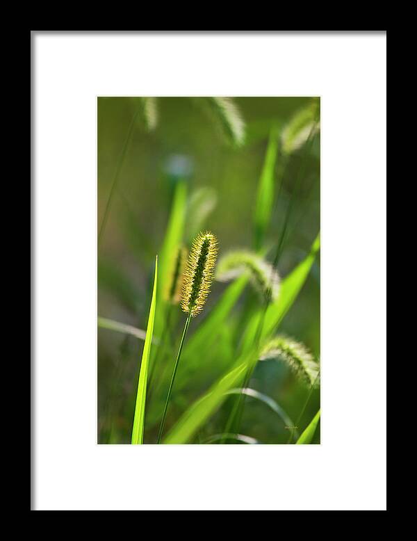 Green Framed Print featuring the photograph Sunlit Grass by Christina Rollo