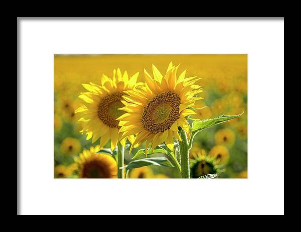 Colorado Framed Print featuring the photograph Sunny Afternoon Sunflower by Teri Virbickis