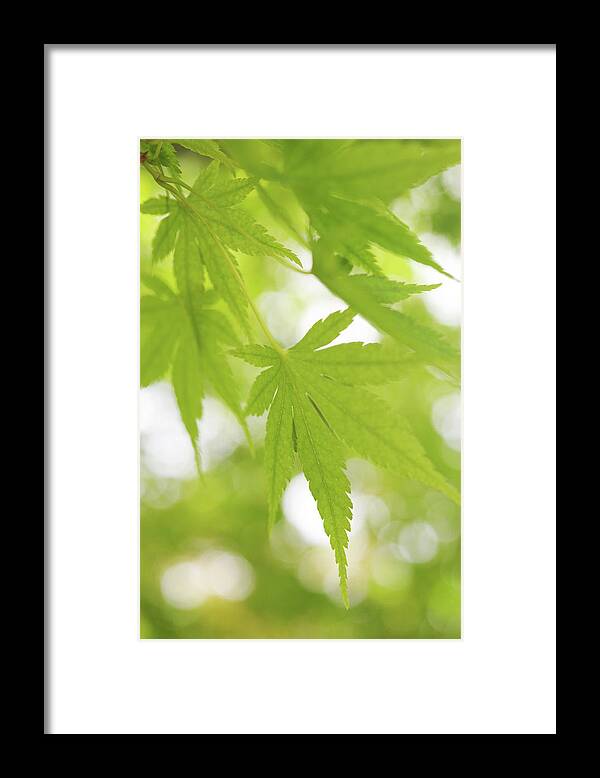 Jenny Rainbow Fine Art Photography Framed Print featuring the photograph Sunny Leaves Of Japanese Maple 3 by Jenny Rainbow