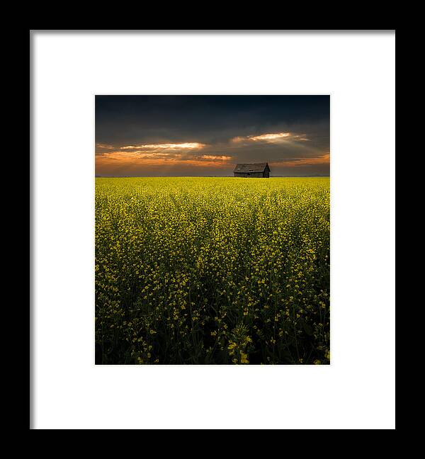 Sunrise Framed Print featuring the photograph Sunrise At A Canola Field by Bing Li
