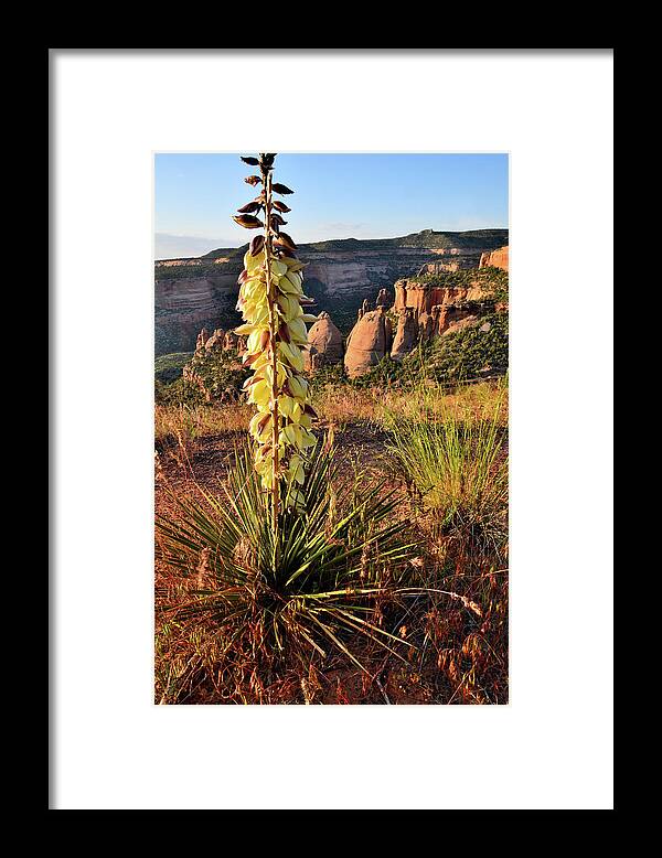 Colorado National Monument Framed Print featuring the photograph Sunrise on Blooming Yucca above Coke Ovens by Ray Mathis