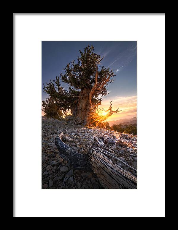 Sunrise Framed Print featuring the photograph Sunrise Over Ancient Tree by Aidong Ning
