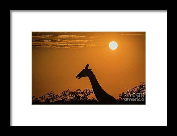 Giraffe Framed Print featuring the photograph Sunrise over the Etosha National Park, Namibia by Lyl Dil Creations