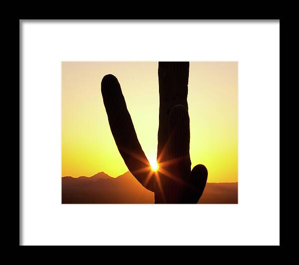 Saguaro Cactus Framed Print featuring the photograph Sunset Cactus by Kencanning
