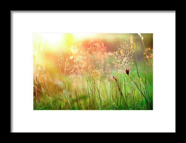 Grass Framed Print featuring the photograph Sunset Grass by Avalon studio