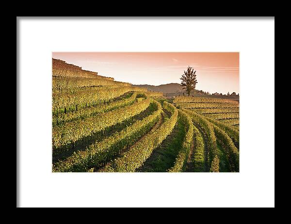 Scenics Framed Print featuring the photograph Sunset View Over Vineyard Landscape In by Bosca78