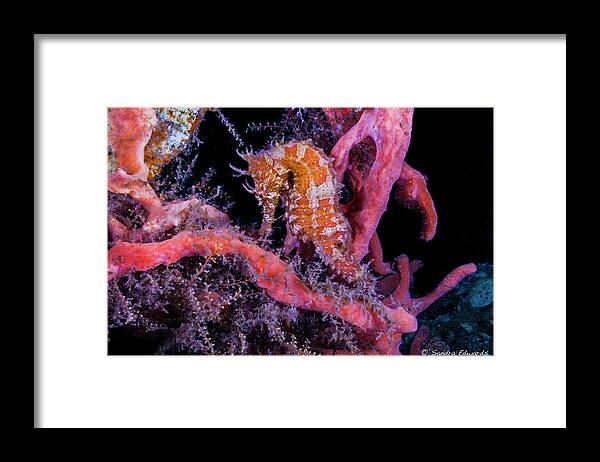 Seahorse Framed Print featuring the photograph Surrounded Colors by Sandra Edwards