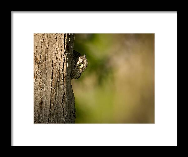 Easternscreechowl Framed Print featuring the photograph Surveillance by Eugene Zhu