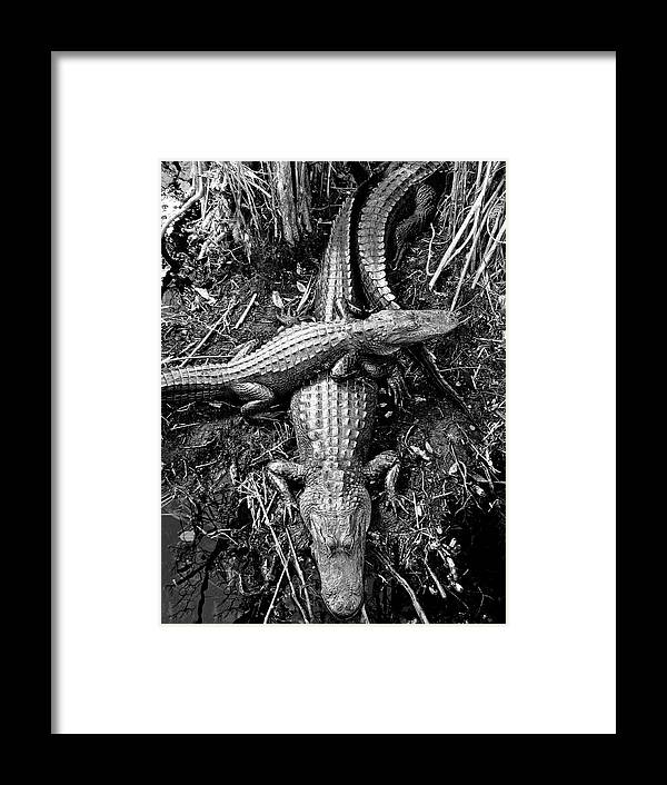 Alligators Swamp Everglades Framed Print featuring the photograph Swamp Critters #2 by Neil Pankler