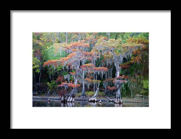 Autumn Framed Print featuring the photograph Swamp Dance by Lana Trussell