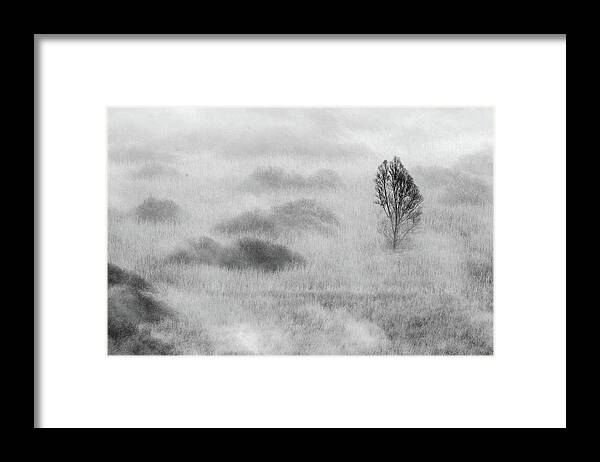 Fog Framed Print featuring the photograph Swamp's Tree by Valentino Alessandro