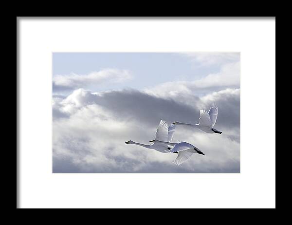 Swan Framed Print featuring the photograph Swans In The Sky by Anne Ueland