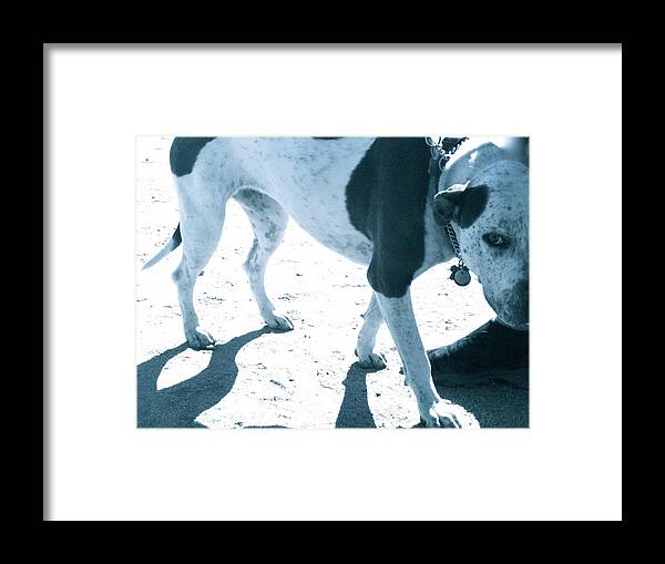 Photograph Framed Print featuring the photograph Swap Meet Dawg by Debra Grace Addison