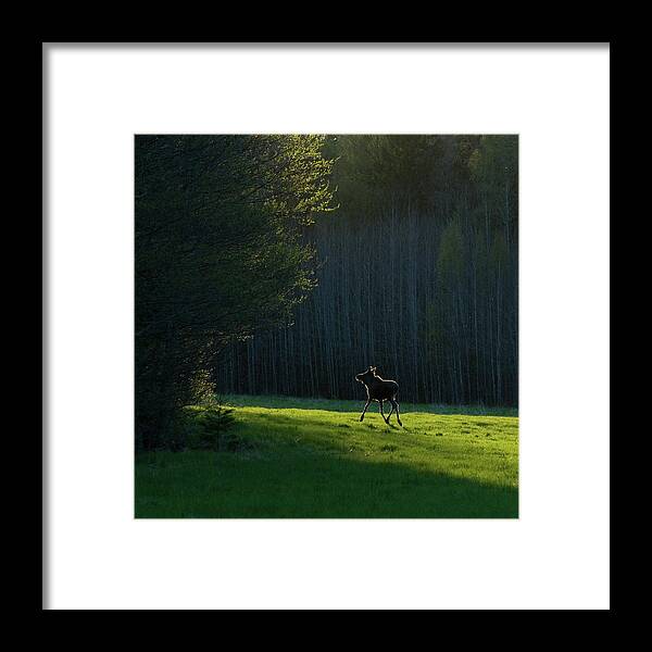 Baby Moose Framed Print featuring the photograph Sweeden 2660 by Maciej Duczynski