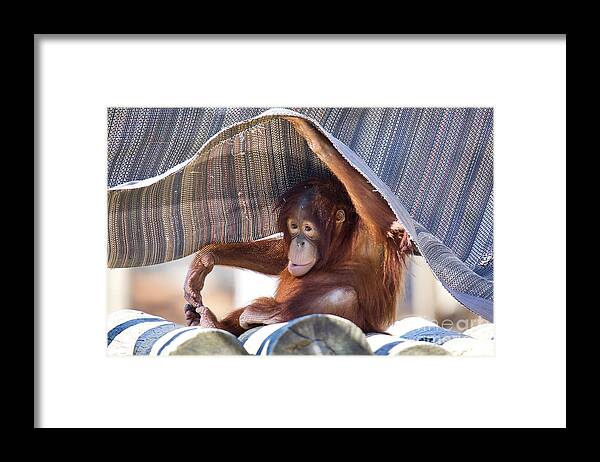 Orangutan Framed Print featuring the photograph Sweet Baby Orangutan by Rachel Morrison
