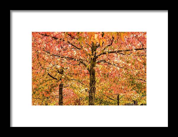 Alligatorwood Framed Print featuring the photograph Sweet Gum Trees on a Sunny Day by Frans Blok