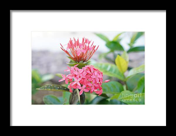 Tropical Framed Print featuring the photograph Sweet Ixora by Christine Chin-Fook