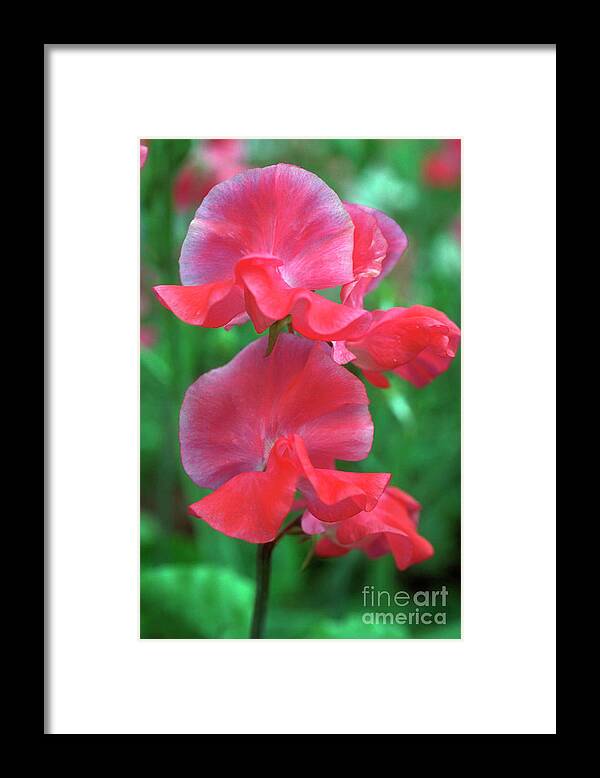 Nature Framed Print featuring the photograph Sweet Pea Her Majesty by Jack Coulthard/science Photo Library