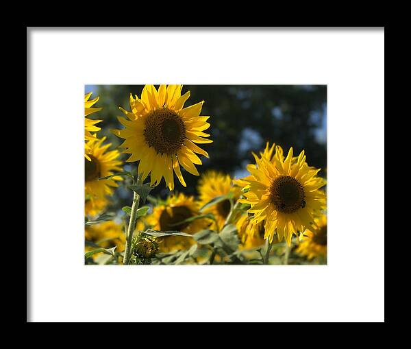 Sunflowers Framed Print featuring the photograph Sweet Sunflowers by Lora J Wilson