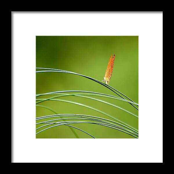 Grass Framed Print featuring the photograph Swinging Butterfly Singapore Botanic by Photographed By Lee Leng Kiong (singapore)