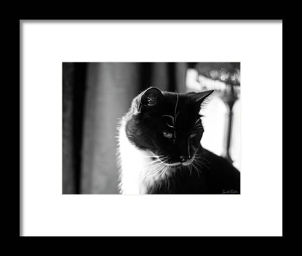 Tuxedo Cat Framed Print featuring the photograph Sylvester by Sandra Dalton