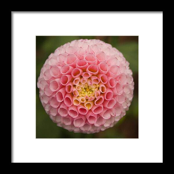 Symmetry Framed Print featuring the photograph Symmetrical Dahlia by Brian Eberly