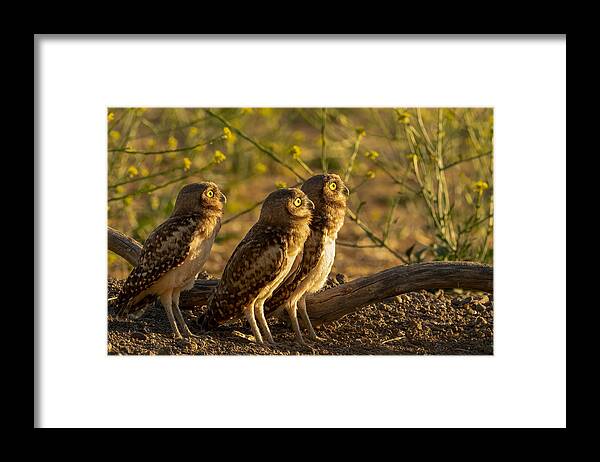 Burrowing Owls Framed Print featuring the photograph Synchronize by Victor Wang