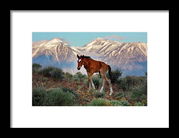  Framed Print featuring the photograph _T__2665Lg by John T Humphrey