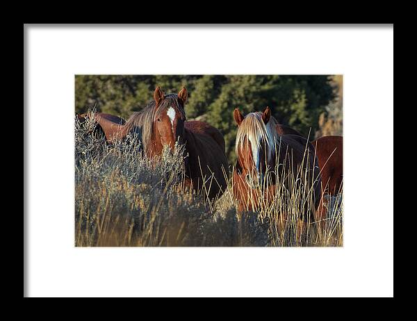  Framed Print featuring the photograph _t__3063 by John T Humphrey
