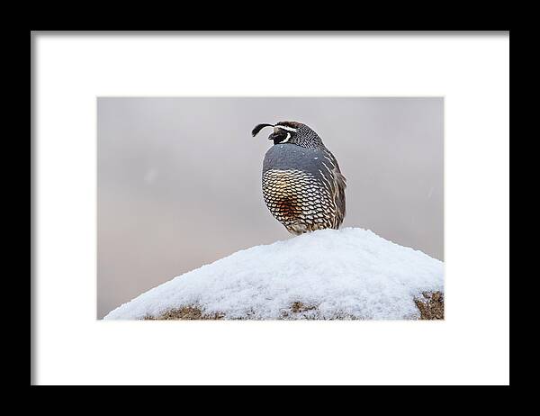  Framed Print featuring the photograph _t__3405 by John T Humphrey