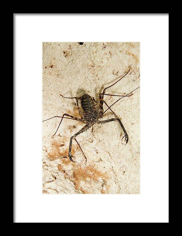 Africa Framed Print featuring the photograph Tailless Whip Scorpion by Ivan Kuzmin