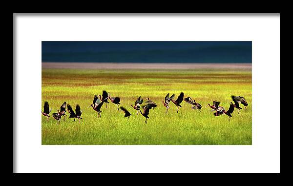 Bird Framed Print featuring the photograph Take Off by Leland D Howard