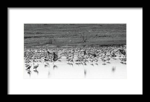 Richard E. Porter Framed Print featuring the photograph Taking Off - Muleshoe Wildlife Refuge, Texas by Richard Porter