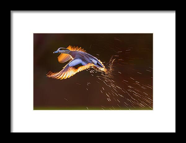 Taking Off Framed Print featuring the photograph Taking Off by Ning Lin