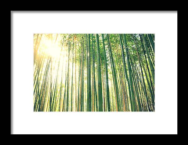 Tranquility Framed Print featuring the photograph Tall Bamboo Forest by Meredith Winn Photography