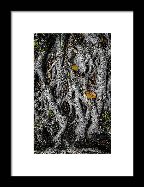Tangle Framed Print featuring the photograph Tangle by Jason Roberts