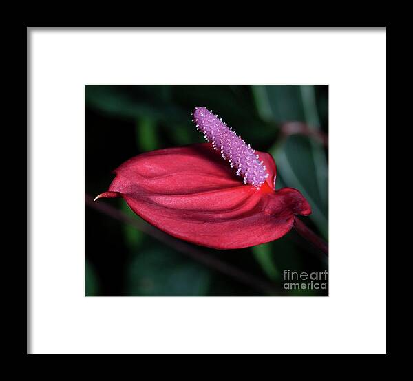 Anthurium Framed Print featuring the photograph Tantalizer by Doug Norkum