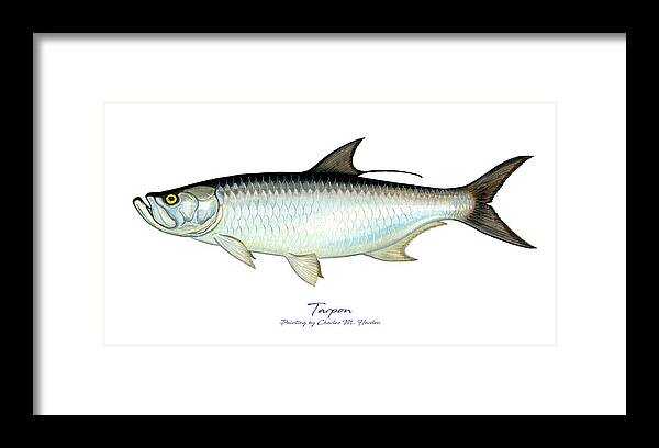 Charles Harden Framed Print featuring the painting Tarpon by Charles Harden