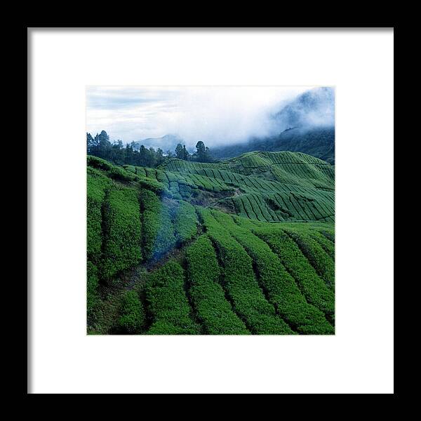 Cameron Highlands Framed Print featuring the photograph Tea Plantation In Fog by Asrul Sani