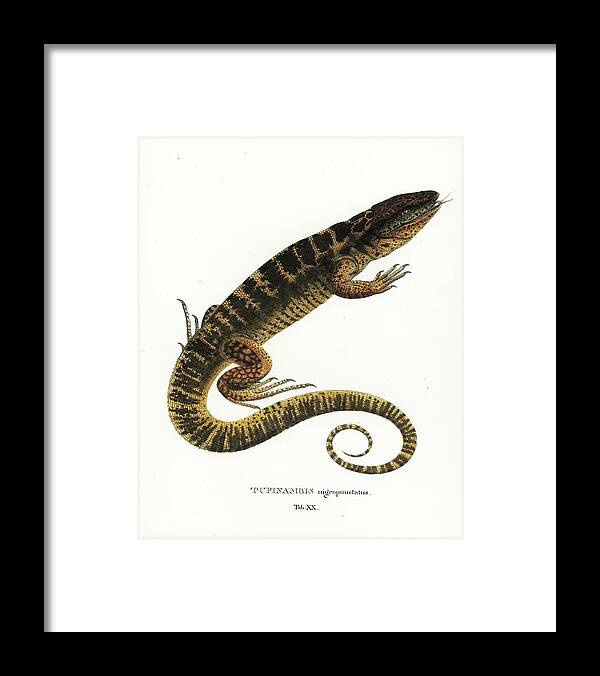 Lizards Framed Print featuring the drawing Tegu by Philippe Schmid