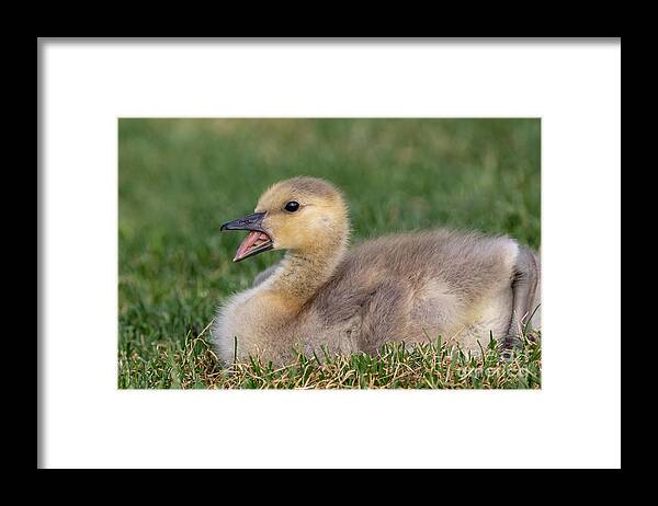 Photography Framed Print featuring the photograph Terrifyingly Cute Gosling by Alma Danison