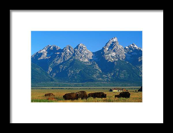 Shadow Framed Print featuring the photograph Teton Range Overlooking Bisons Grazing by John Elk Iii