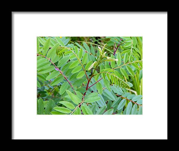 Tree Framed Print featuring the photograph Texture of a leaf of a tree close up by Oleg Prokopenko