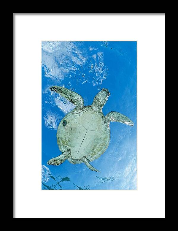 Worm
Green Turtle
Ocean
Lagoon
Blueplanet Framed Print featuring the photograph Th Worm by Serge Melesan
