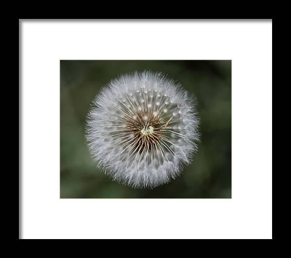 Dandelion Framed Print featuring the photograph That's Just Dandy 6 by Dusty Wynne
