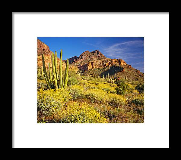 Saguaro Cactus Framed Print featuring the photograph The Amazing National Monument Organ by Ron thomas
