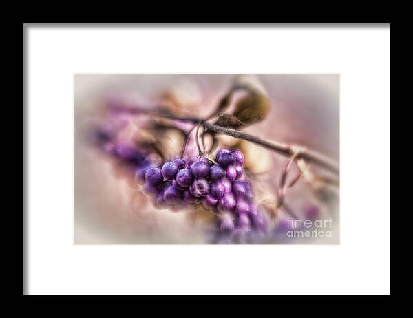 Purple Berries Found In The Fall Framed Print featuring the photograph The American Beautyberry by Mary Lou Chmura